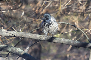 Crow chick. Little raven. Gray down plumage young crows. Bird on a tree in spring. Feathers close up. Crow's beak. Yellow-haired chick on a branch. Clever bird.