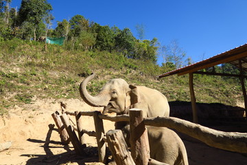 Éléphant dans son enclos