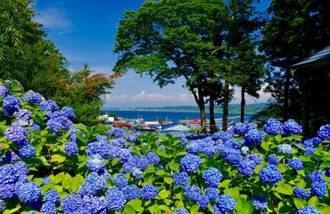 2 328 Asia Akita Plant Wall Murals Canvas Prints Stickers Wallsheaven