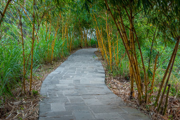 Bamboo Grove Trail in the park