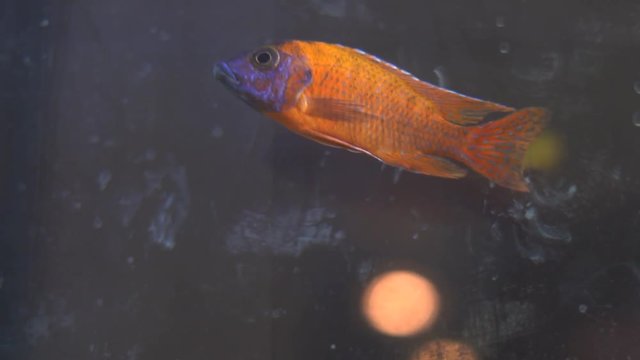 These fish are happy in their tank.