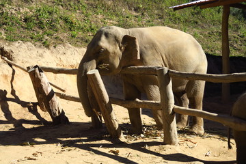 Éléphant dans enclos