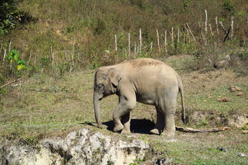Éléphant 