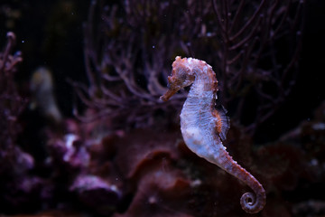 vie aquatique