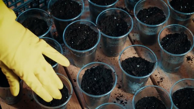 Gloved hand tramples ground in planting pots in greenhouse in close up