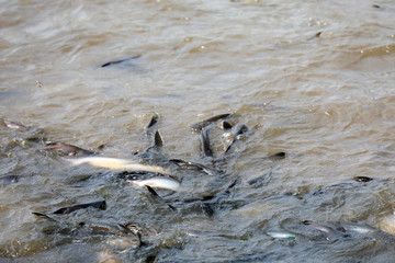 Fische im Fluß Chao Praya in Bangkok