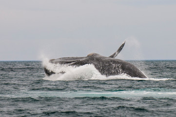 Fototapeta premium Whale jumping in Peninsula Valdes,, Patagonia, Argentina