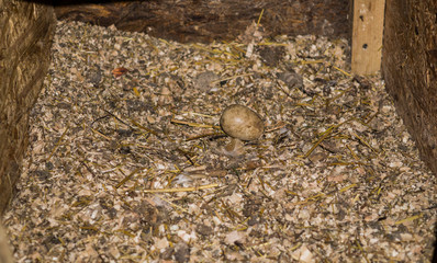 Box with sawdust where hens lay eggs.