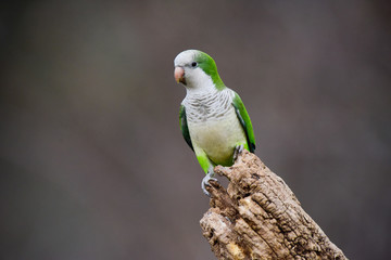 Parakeet,in jungle environment, La Pampa, Patagonia, Argentina