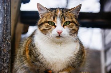 Cute cat doing observation. While standing around