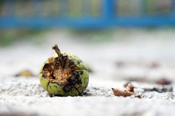 rotten pear on the ground.