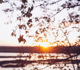 A set of fresh birch leaves in the sunset with a beautiful blurry background. Image has a vintage effect.