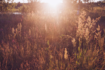 Retro Vintage Soft Focus With Grass And Flowers