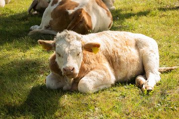 K&auml;lbchen auf der Weide