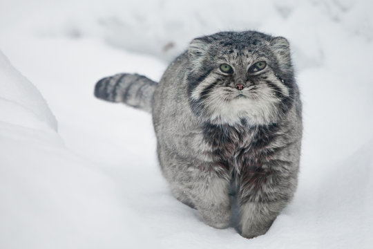 wild cat manul is walking in the snow
