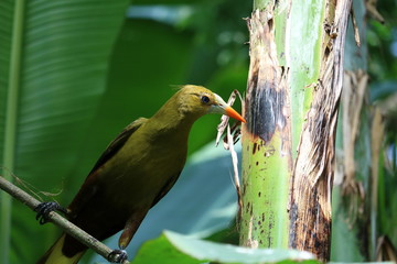 bird