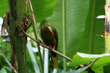 bird