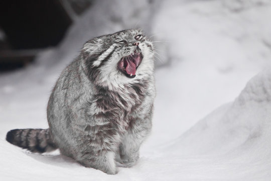 A but austere fluffy and angry wild cat manul threateningly puoses by opening its red mouth, white snow background, cool colors