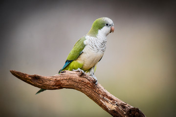 Parakeet,in jungle environment, La Pampa, Patagonia, Argentina