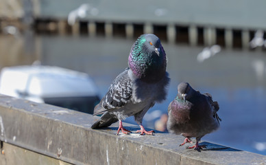 pigeons on the roof