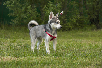 Alaskan Klee Kai  dog on a leash on a background of green grass