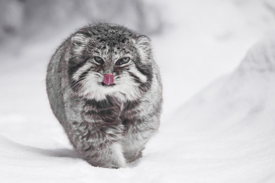 beautiful but severe fluffy and angry wild cat manul is walking in the snow right at you full face, a white snow background