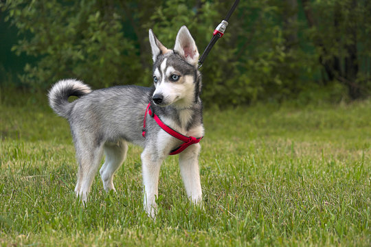 Alaskan Klee Kai  dog  on a background of green grass