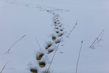 trails in snow