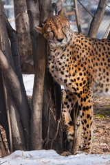 slender cheetah with orange skin, lit by the sun rubs nicely on the tree, a large spotted cat in the spring,