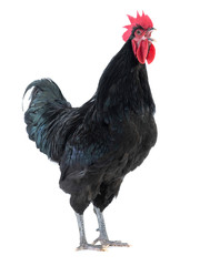 black rooster (Gallus gallussings) sings