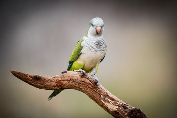 Parakeet,in jungle environment, La Pampa, Patagonia, Argentina