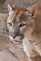 Muzzle of cougar close up, Orange Yellow Big Cat with Green Eyes