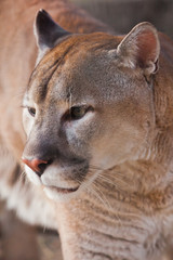 Fototapeta na wymiar Muzzle of cougar close up, orange yellow big cat,