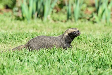 Little grison,Pampas, Patagonia, Argentina