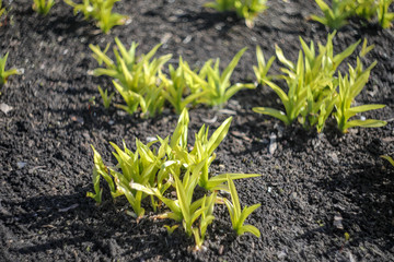 young corn plants in the garden