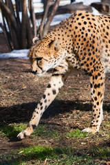 A cheetah with an orange skin lit by the sun is walking on the green spring grass,  on the green spring grass,