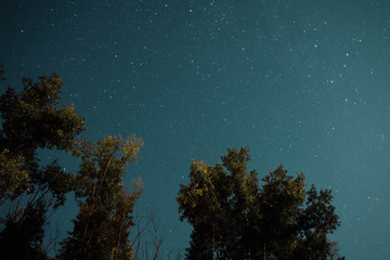 Fototapeta premium night in the forest