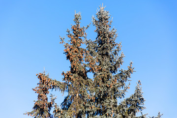 spruce with cones