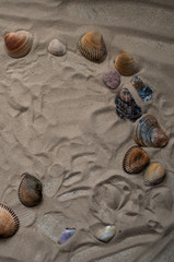 Shells on the sand(copy space)