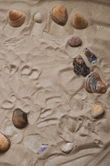 Fototapeta na wymiar Shells on the sand(copy space)