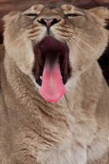 The muzzle of a lioness with an open predatory mouth (black abyss of the womb) and a long red...