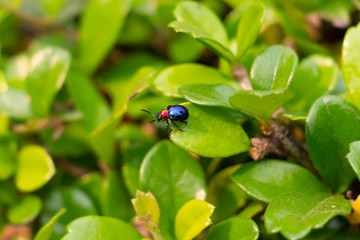 insect on the leave of Hokkien tea
