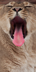 The muzzle of a lioness with an open predatory mouth (black abyss of the womb) and a long red...