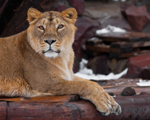 A beautiful lioness female lies and looks , dark background.