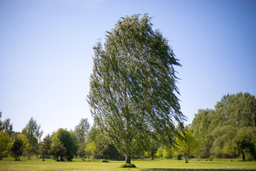 Fototapeta premium tree in the wind