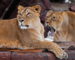 lioness female lies turned away from her friend, and she roars in her ear, comic.