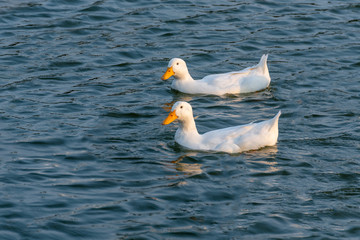 A bunch of white ducks on the green Lake