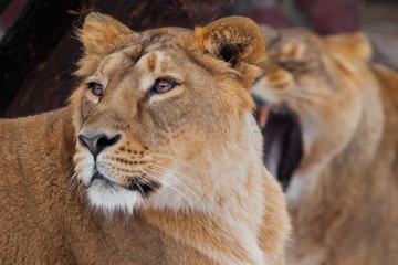 Fototapeta na wymiar lioness female lies turned away from her friend, and she roars in her ear, comic.