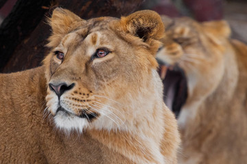 lioness female lies turned away from her friend, and she roars in her ear, comic.