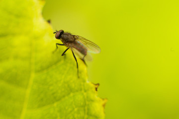 fly fly closeup. a fly on a leaf